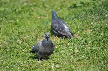Pigeons on the grass