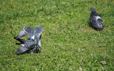 Pigeons on the grass