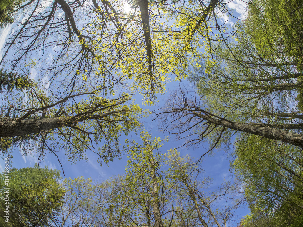 Poster trees from the bottom up