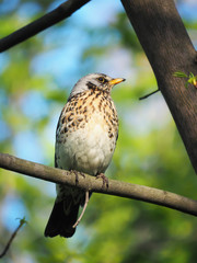 Thrush Fieldfare on a tree in the forest