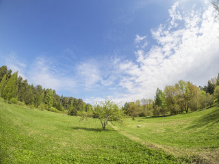 tree in the meadow