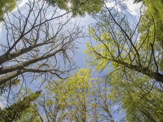 trees from the bottom up