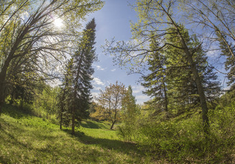 Obraz premium spring park