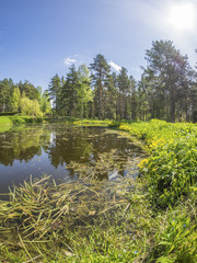 Obraz premium pond in the woods