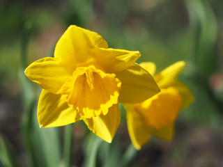 Obraz premium Daffodils flowers in the flowerbed