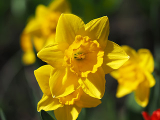 Daffodils flowers in the flowerbed