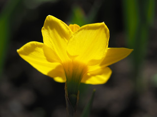 Fototapeta na wymiar Daffodils flowers in the flowerbed