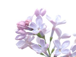 Fototapeta na wymiar lilac on a white background