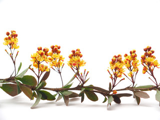 barberry flowers on a white background