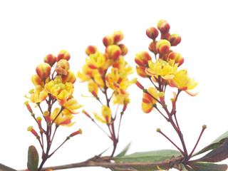 Obraz premium barberry flowers on a white background