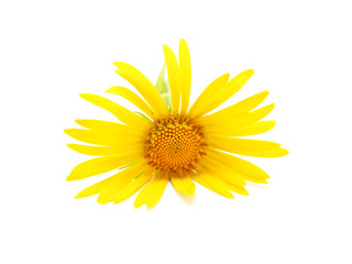 yellow daisy on a white background