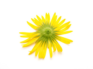 yellow daisy on a white background