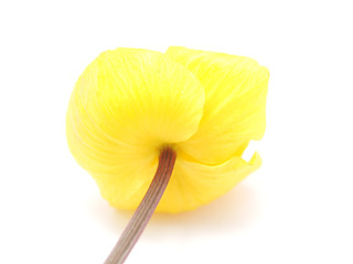 Globe flowers on a white background