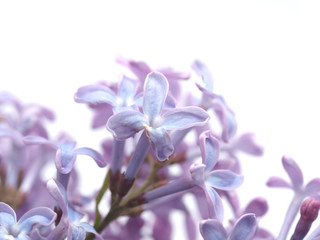 Fototapeta na wymiar lilac on a white background