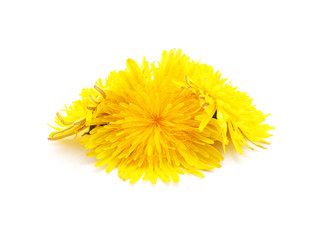 yellow dandelion on a white background