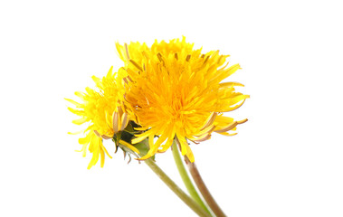 yellow dandelion on a white background