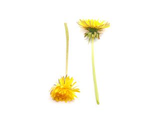 yellow dandelion on a white background