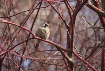 Sparrow on a branch in the forest