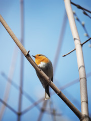 robin on branch