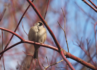 Sparrow on a branch in the forest