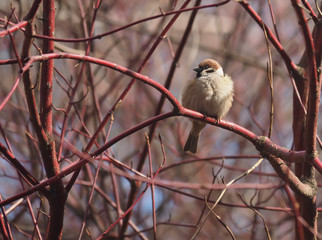 Sparrow on a branch in the forest