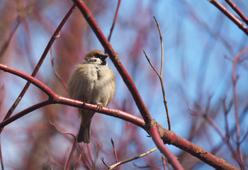 Sparrow on a branch in the forest