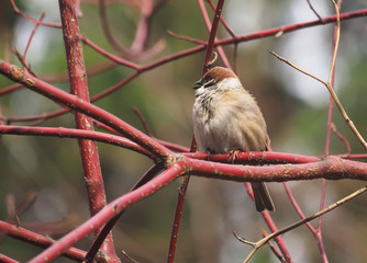 Sparrow on a branch in the forest