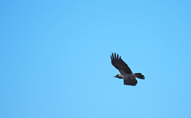 crow in flight