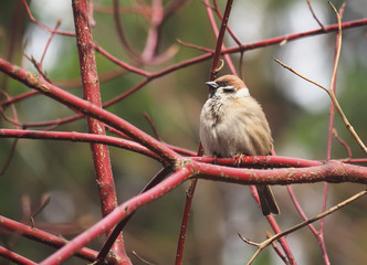 Sparrow on a branch in the forest