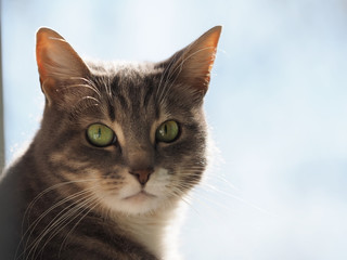 Portrait of a gray cat
