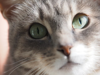 Portrait of a gray cat