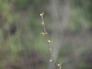 birch twigs in the rain