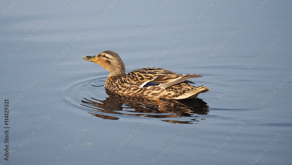 Canvas Prints Mallard duck on the lake