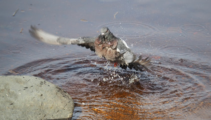 Pigeons bathe in lake