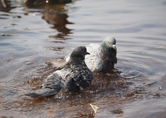 Pigeons bathe in lake