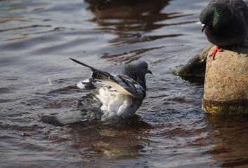 Pigeons bathe in lake