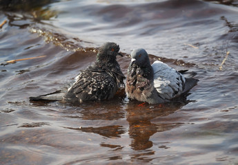 Pigeons bathe in lake