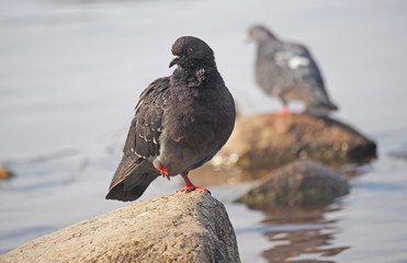 Pigeon on a stone