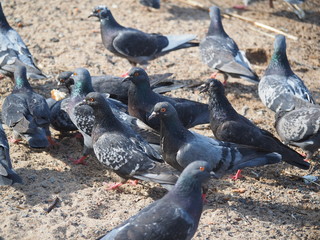 a flock of pigeons in the sand