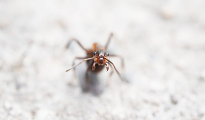 ants on the pavement