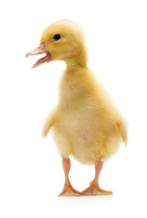 Duckling