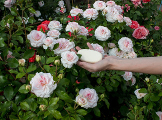 в ладони женщины кусок мыла с нежным ароматом розы 