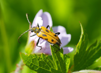 beetle longhorn beetle on a flower