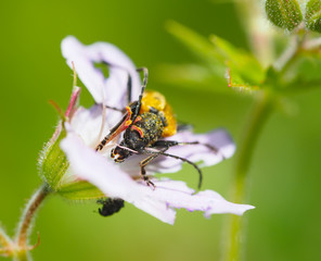 beetle longhorn beetle on a flower