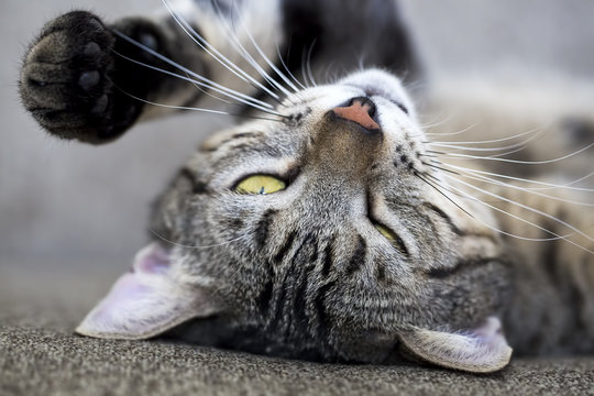 Tekir Kedi