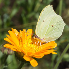 Brimstone butterfly closeup drinking nectar from orange marigold flower.