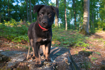 Black puppy in the forest