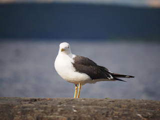 Seagull on the lake