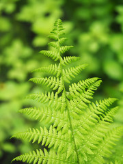 fern leaves in the forest