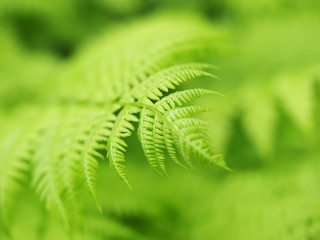 fern leaves in the forest